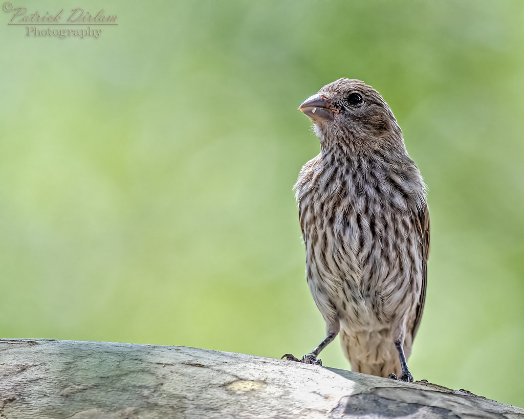 House Finch female or juvenile posing Just another female … Flickr