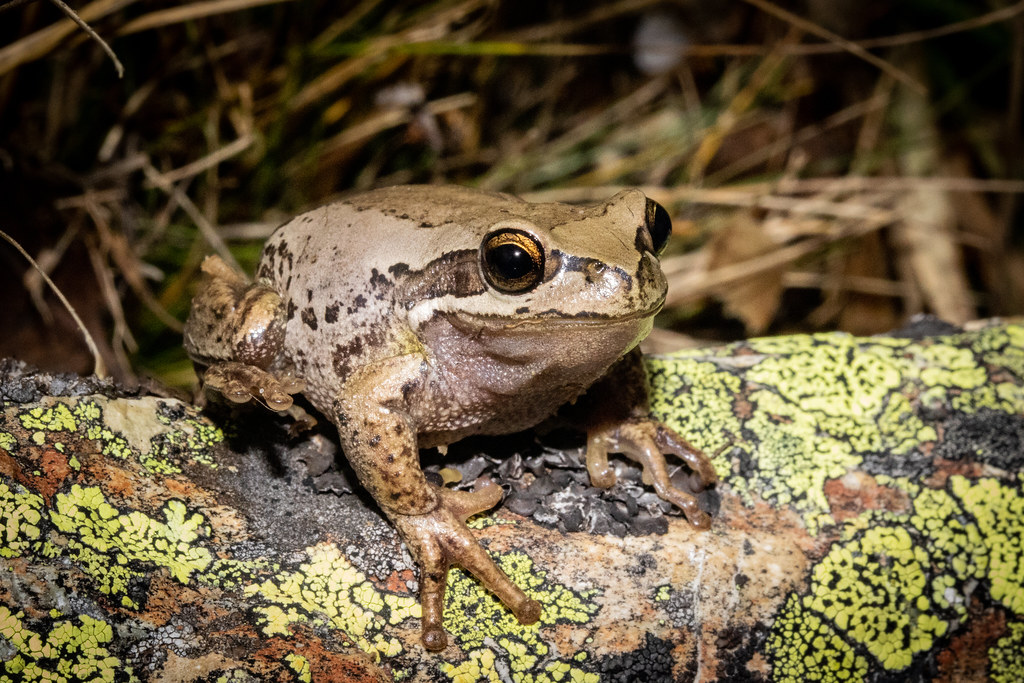 Whistling tree frog Litoria ewingii Carey Knox Flickr