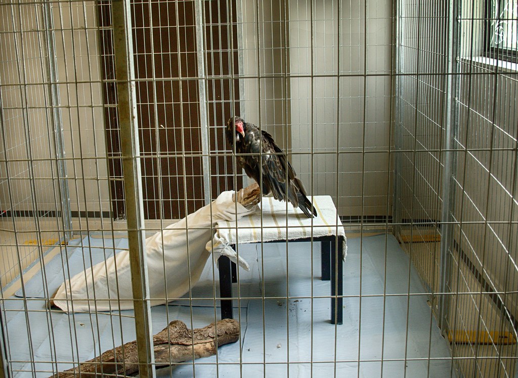 Violet, the Turkey Vulture at the Wild Bird Care Centre Flickr