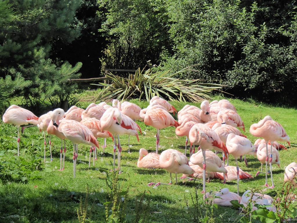 DaltoninFurness South Lakes Safari Zoo, founded by David… Flickr