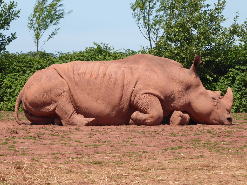 DaltoninFurness South Lakes Safari Zoo, founded by David… Flickr