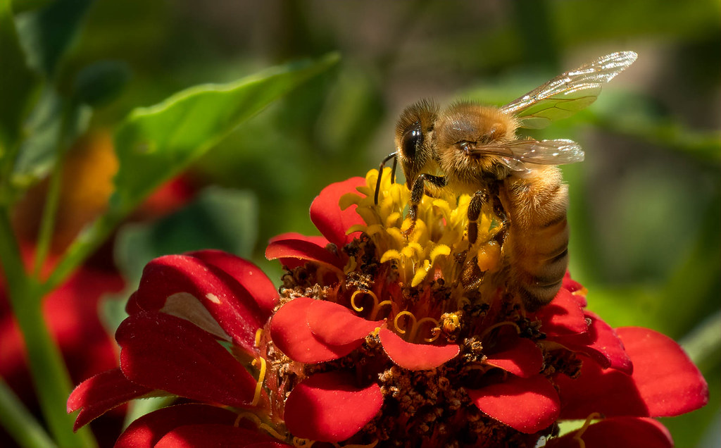Honey Bee on Zinnia Mezger's Zinnia Patch in Woodland. The… Flickr