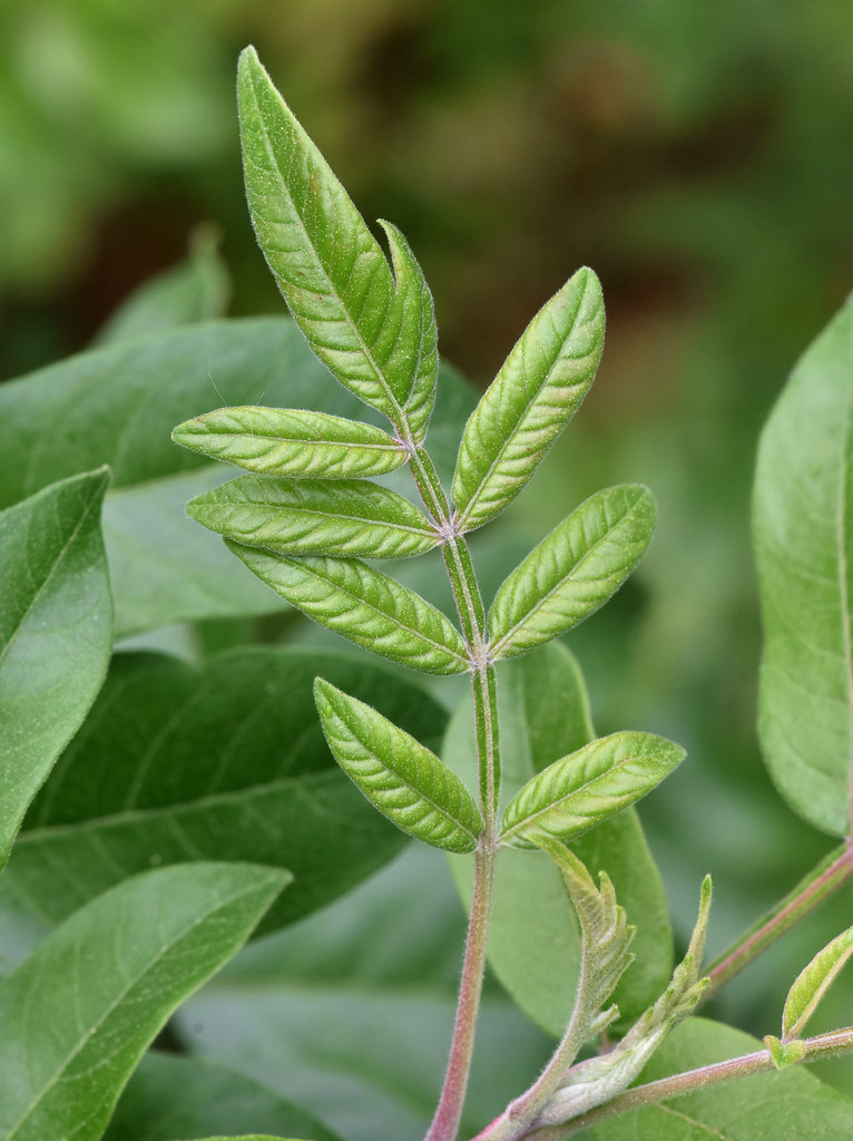 expanding leaf, winged sumac ophis Flickr
