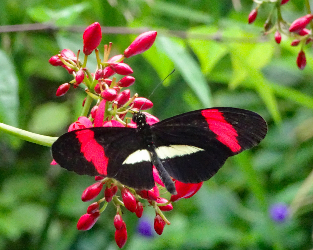 Butterflies in the Detroit Zoo The zoo's butterfly gallery… Flickr
