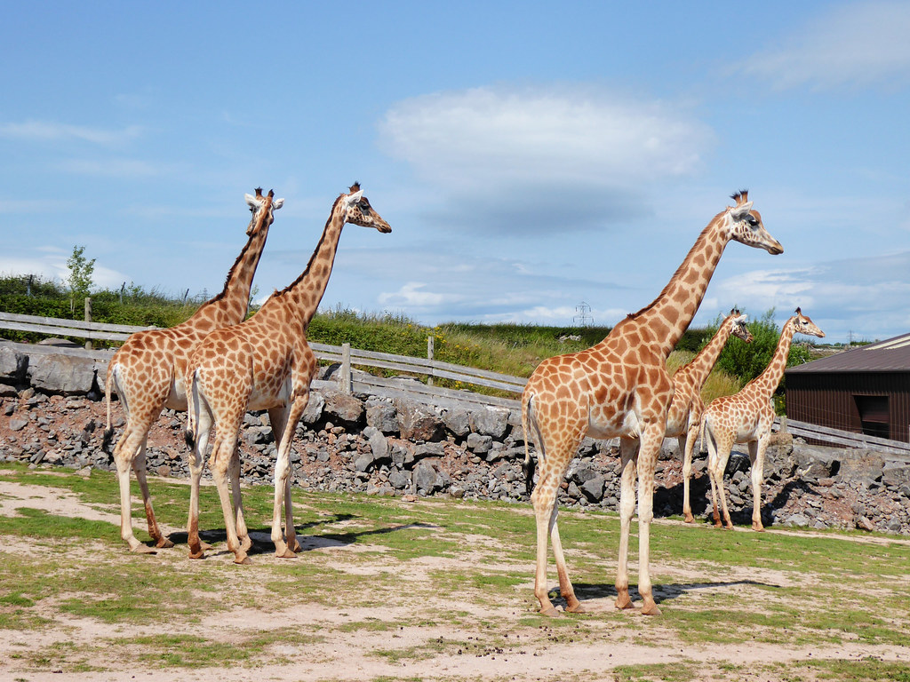 DaltoninFurness South Lakes Safari Zoo, founded by David… Flickr