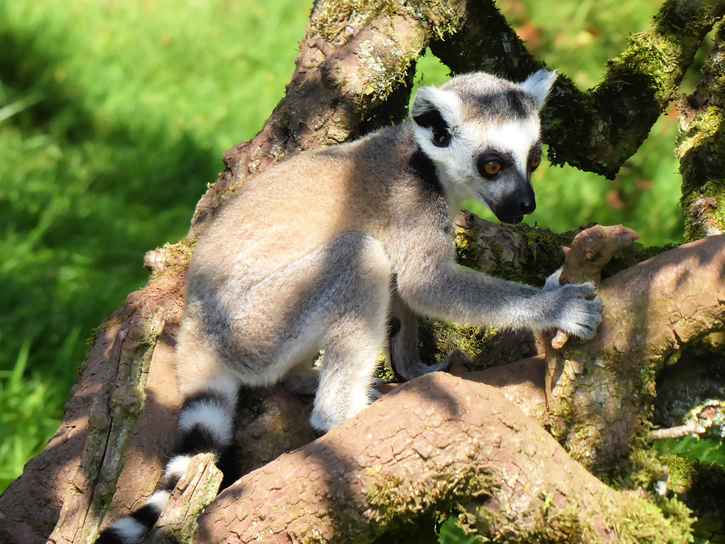 DaltoninFurness South Lakes Safari Zoo, founded by David… Flickr
