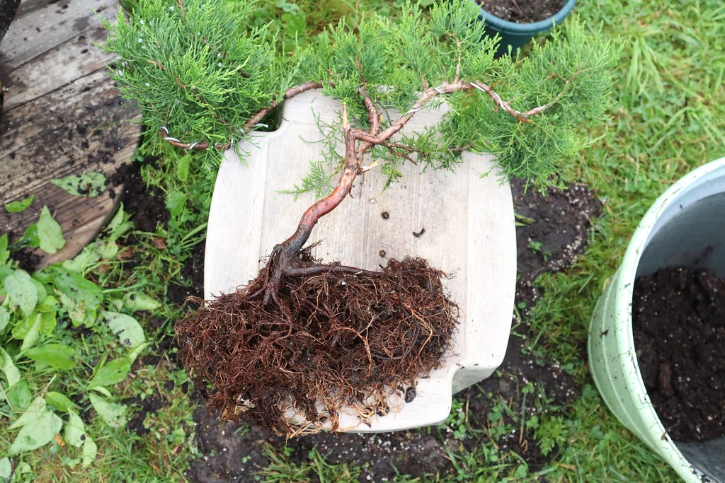 Cedar Bonsai in training Ants struck again. Another colony… Flickr