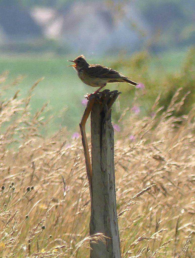 Alouette, je te plumerai AGNES Flickr
