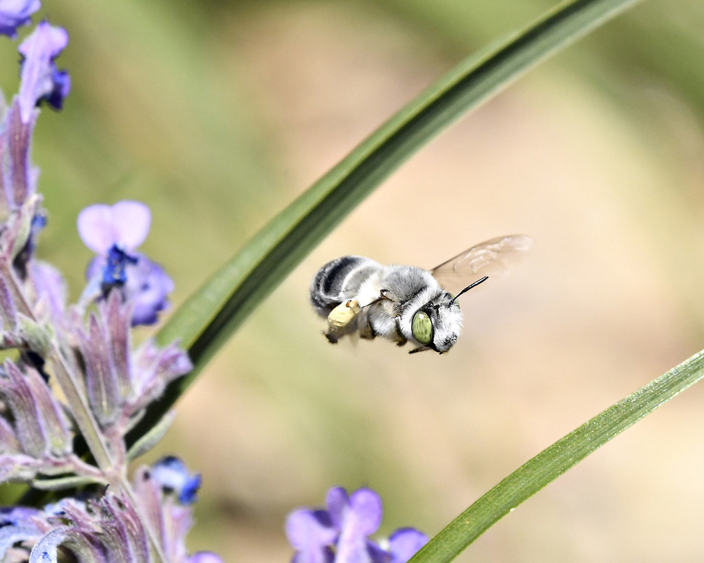 Bee Flying Centris bee flying Mike Stoy Flickr