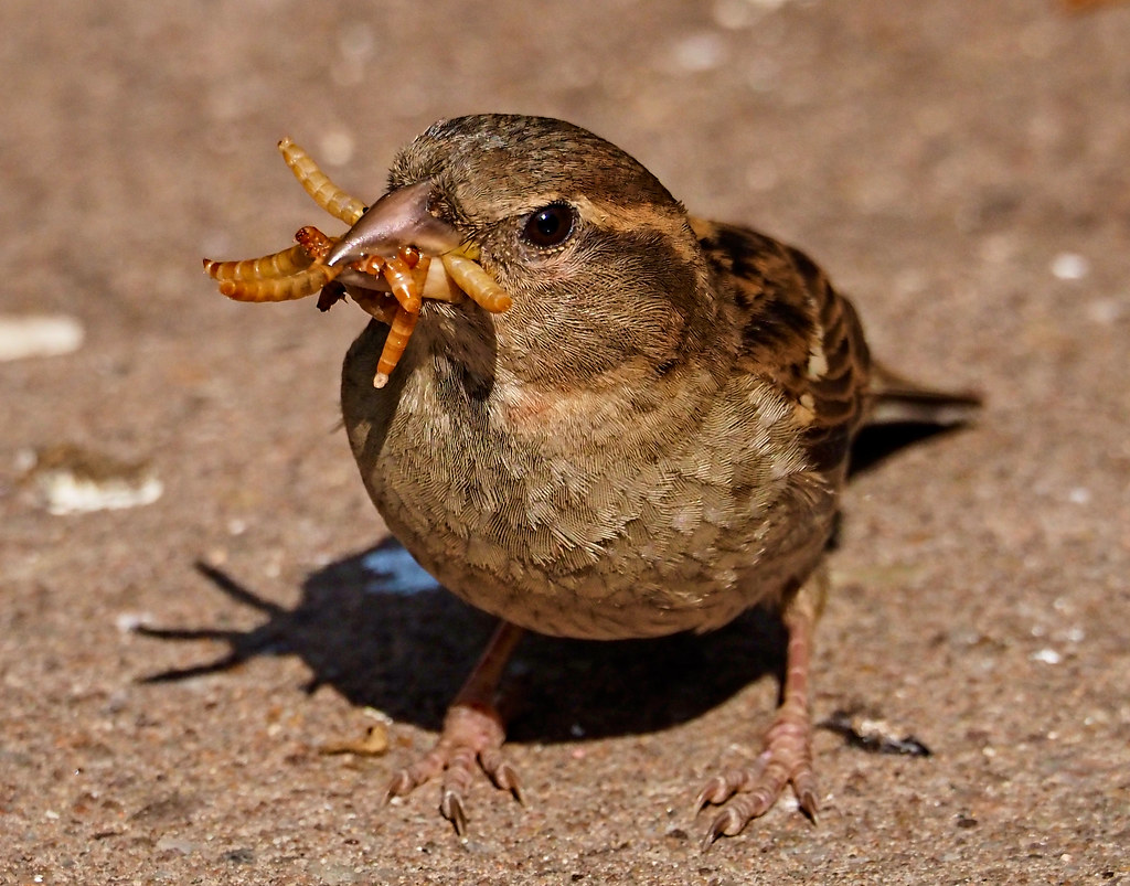 Female house sparrow with mealworms Olwyn McEwen Flickr