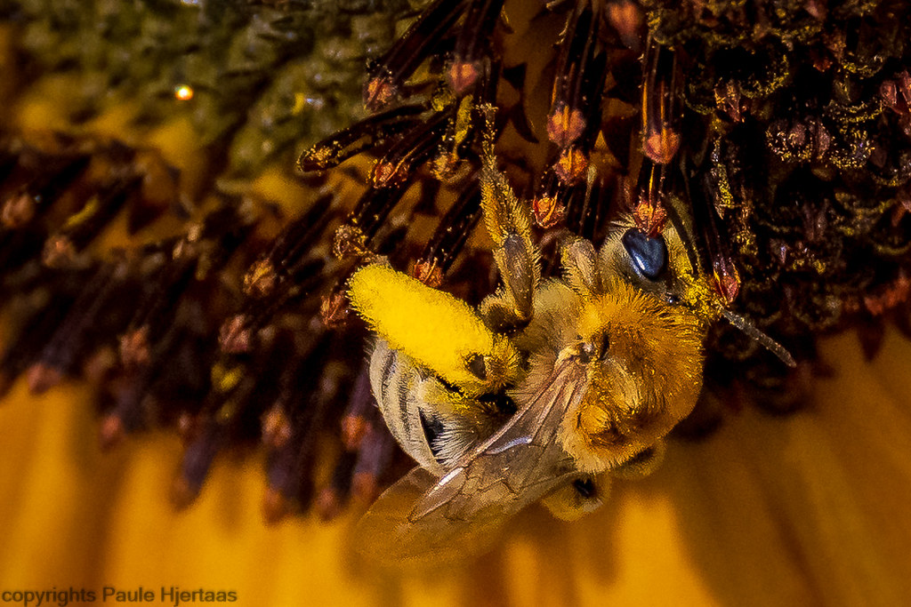5177 Longhorned Bee Longhorned Bee (Melissodes) with str… Flickr