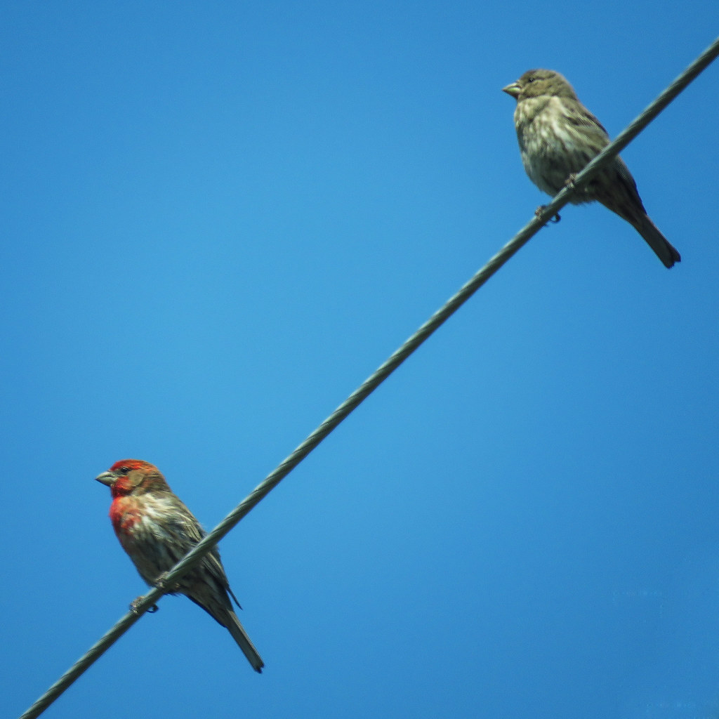 House Finch pair just for the record A really bad, quick… Flickr