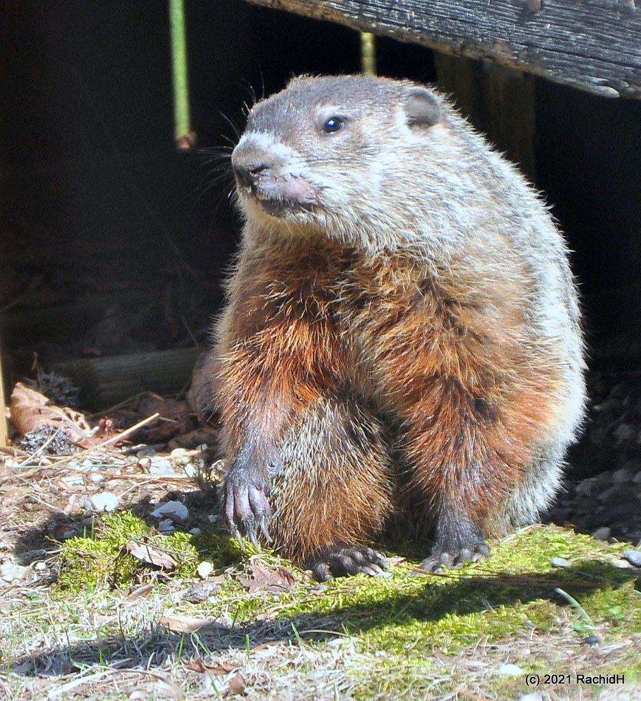 DSC_0814 Marmot Groundhog Woodchuck Marmota monax … Flickr