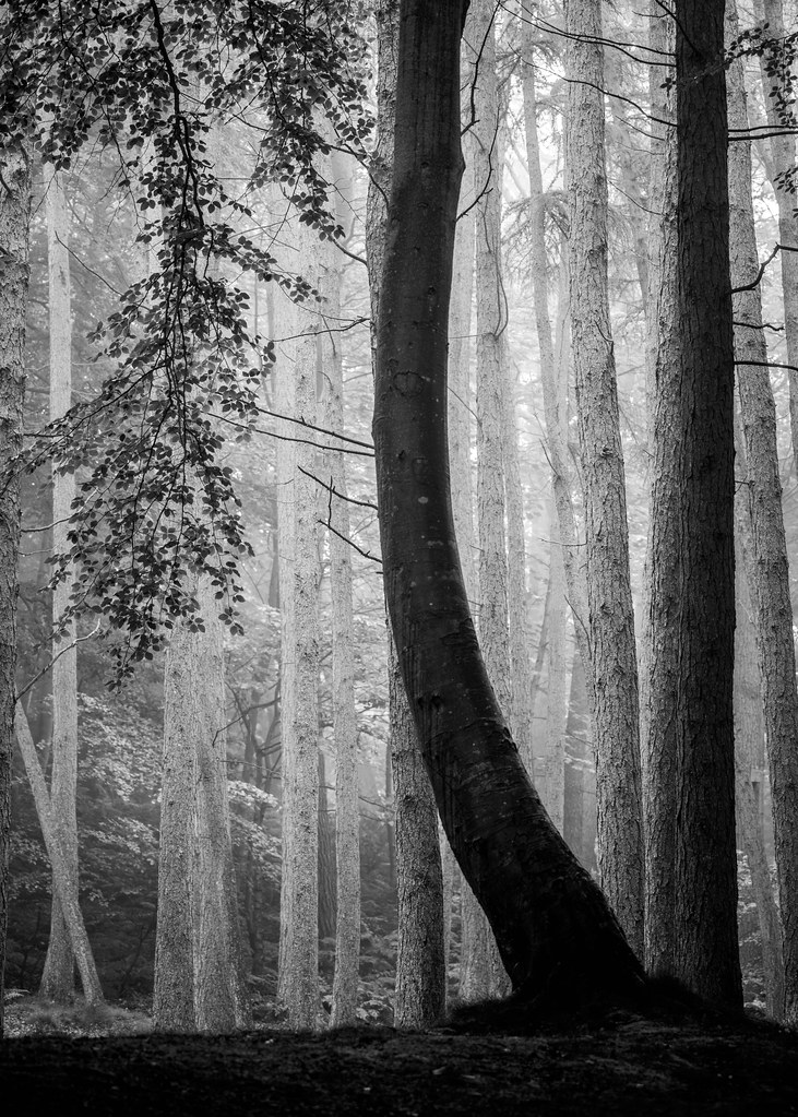 Lochside Woods Lochside Woods Bridge of Don, Aberdeen, Sco