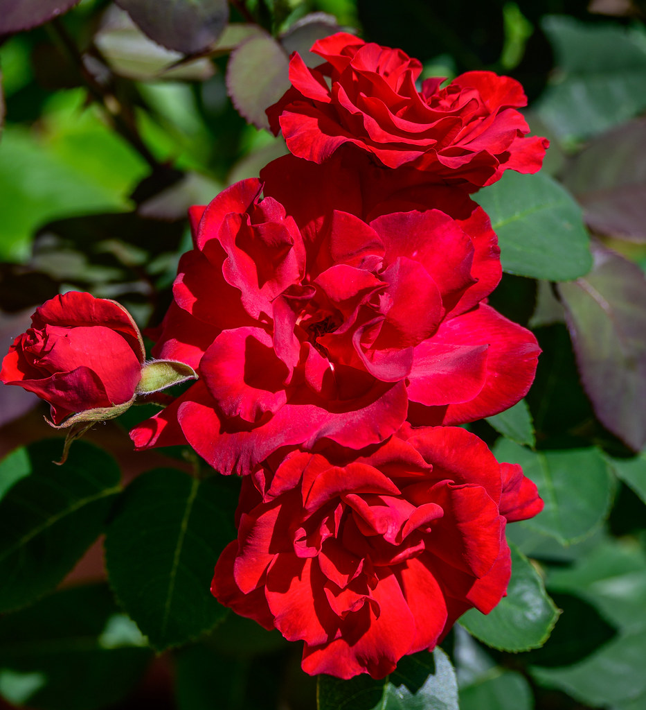 Canadian Glory New rose for the garden Canadian Glory. C… Flickr