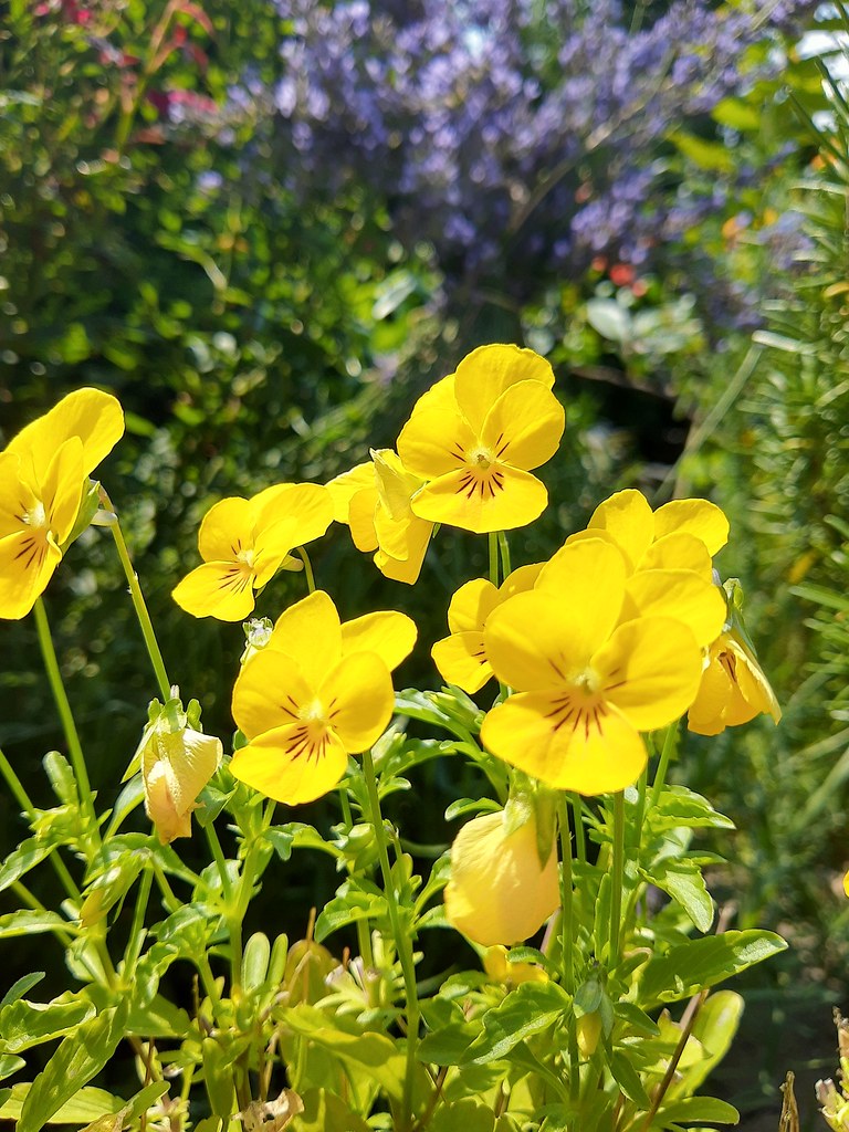 MiniStiefmütterchen Die Gattung der Veilchen (Viola) umfa… Flickr