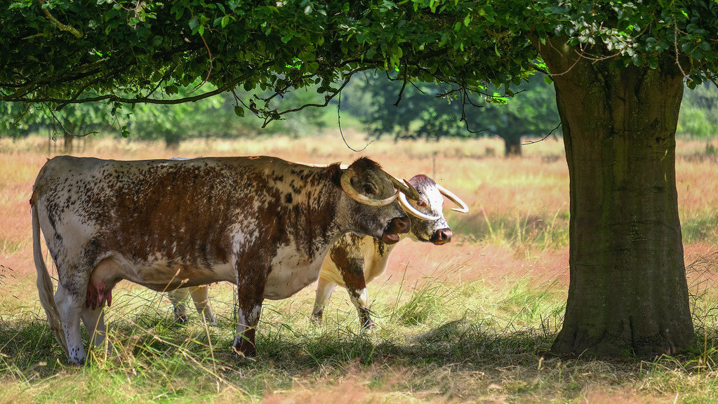 Shugborough Estate Longhorn Cows shugborough Hall is a s… Flickr
