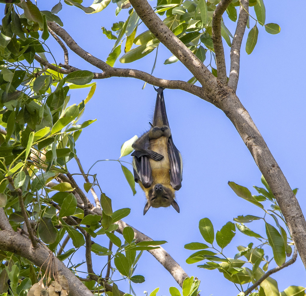 Zen bat Nick Hobgood Flickr