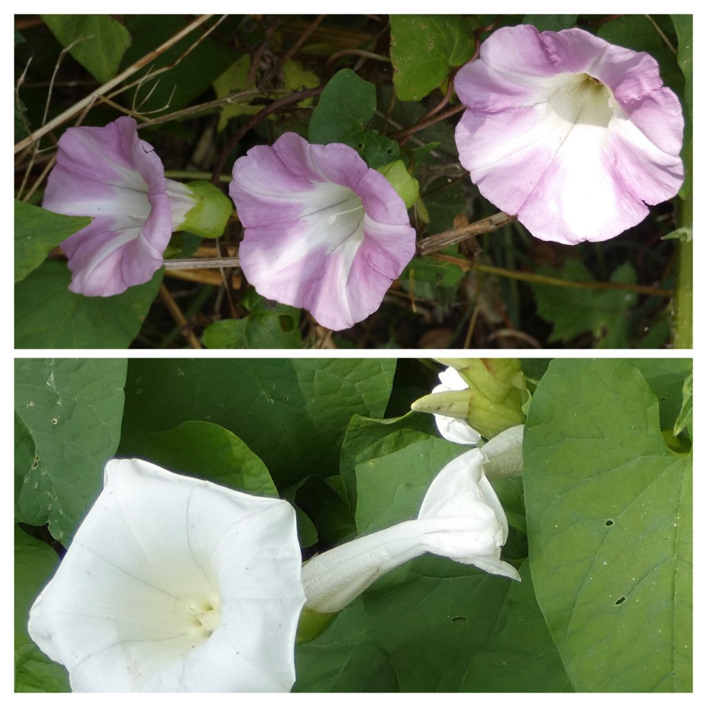 Pink and white woodbine flowers Freda Ellis Flickr