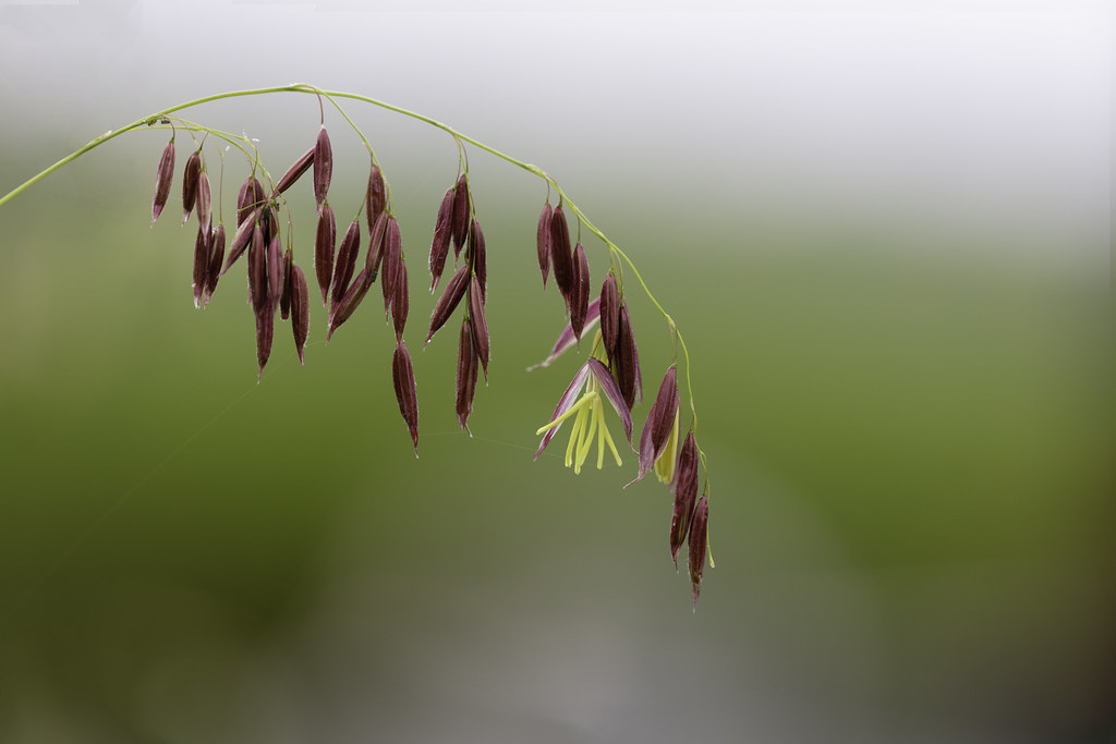 Wild Rice (called Manoomin in the Ojibwe language) stamina… Flickr