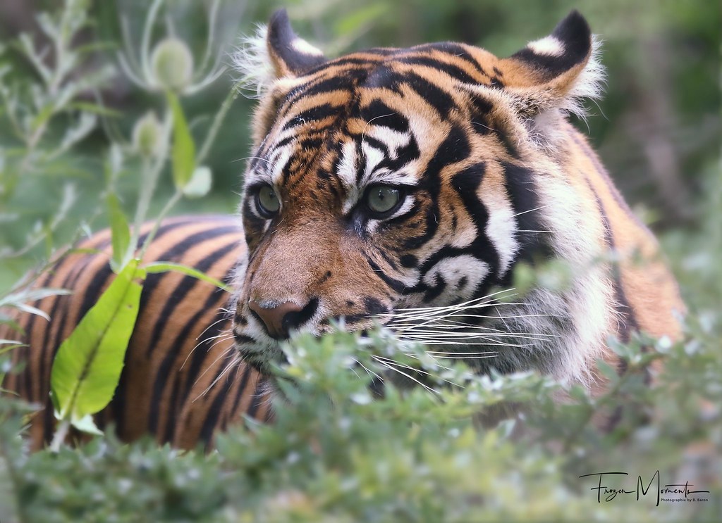 FOCUS Sumatratiger/Sumatran tiger Zoo Osnabrück Babs Baron ( Bella