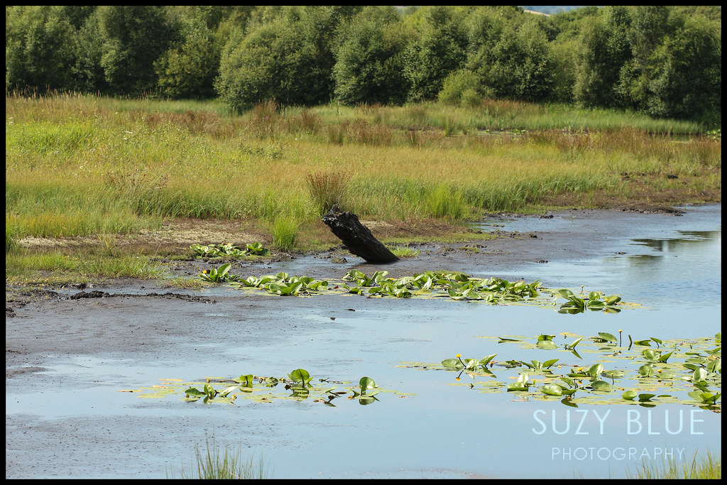 Boggy pond Suzy Shipman Flickr