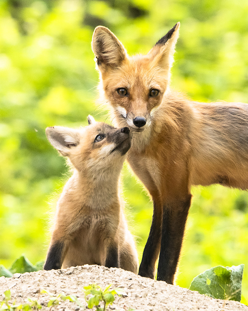 Fox Pup and Mother A fox pup greets its mother outside the… Flickr