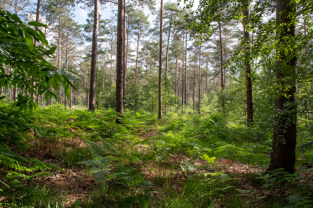 Woodland Swinley Forest, Bracknell Derek Photos Flickr