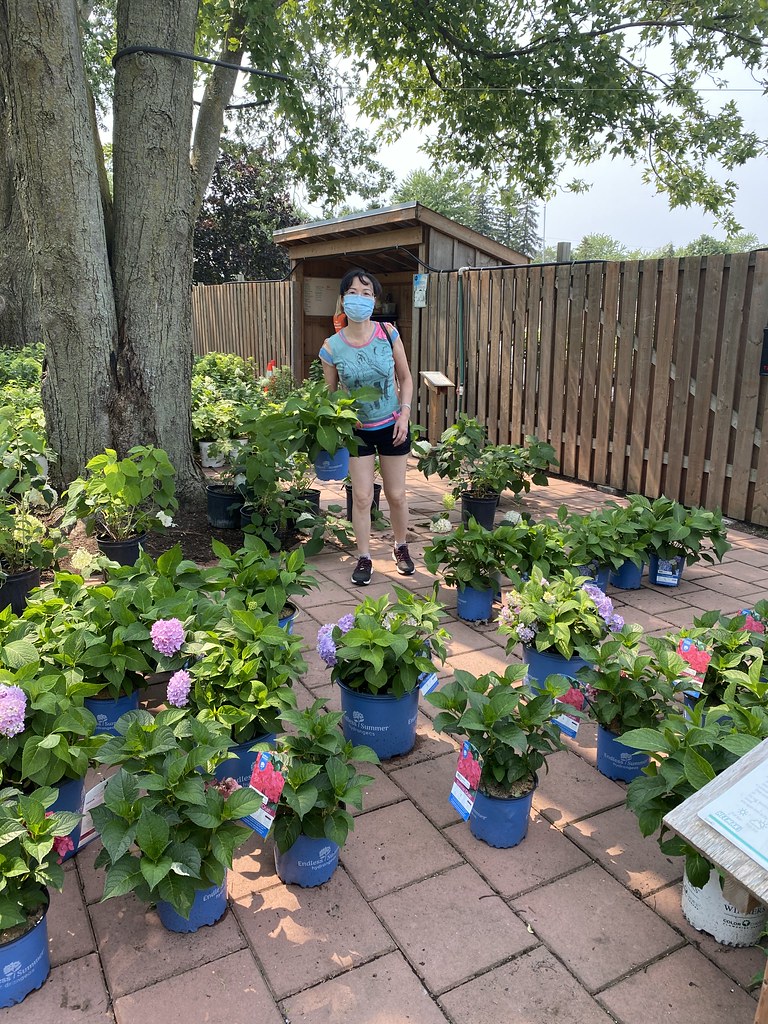 Buying Flowers Shopping for flowers at Heeman's garden cen