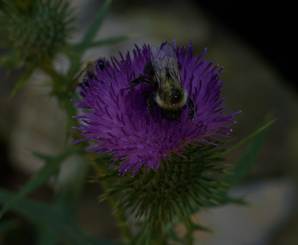 Garden_LivoniaMI_07262021d Count_Strad Flickr