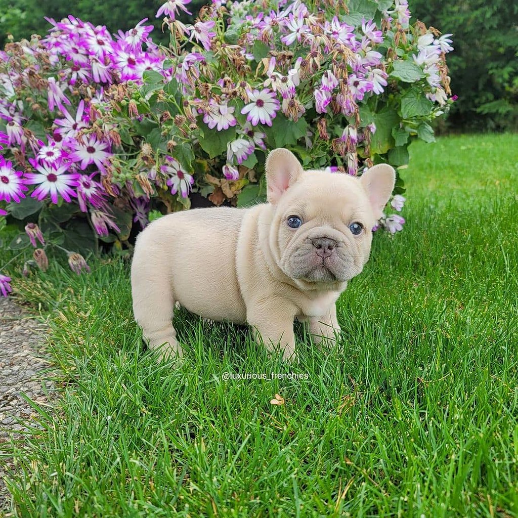 Blue merle french bulldog for sale texas We are based on o… Flickr