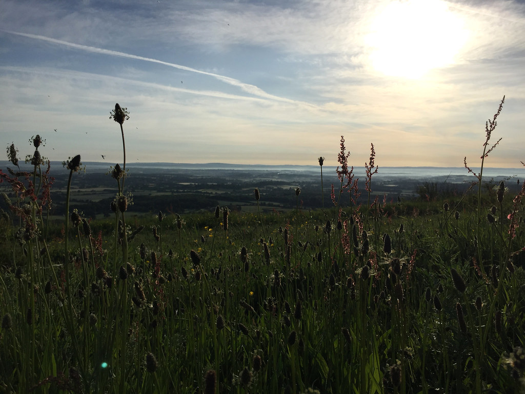 IMG_1213 Buttercups, grasses and wild flowers, Ditchling B… Flickr