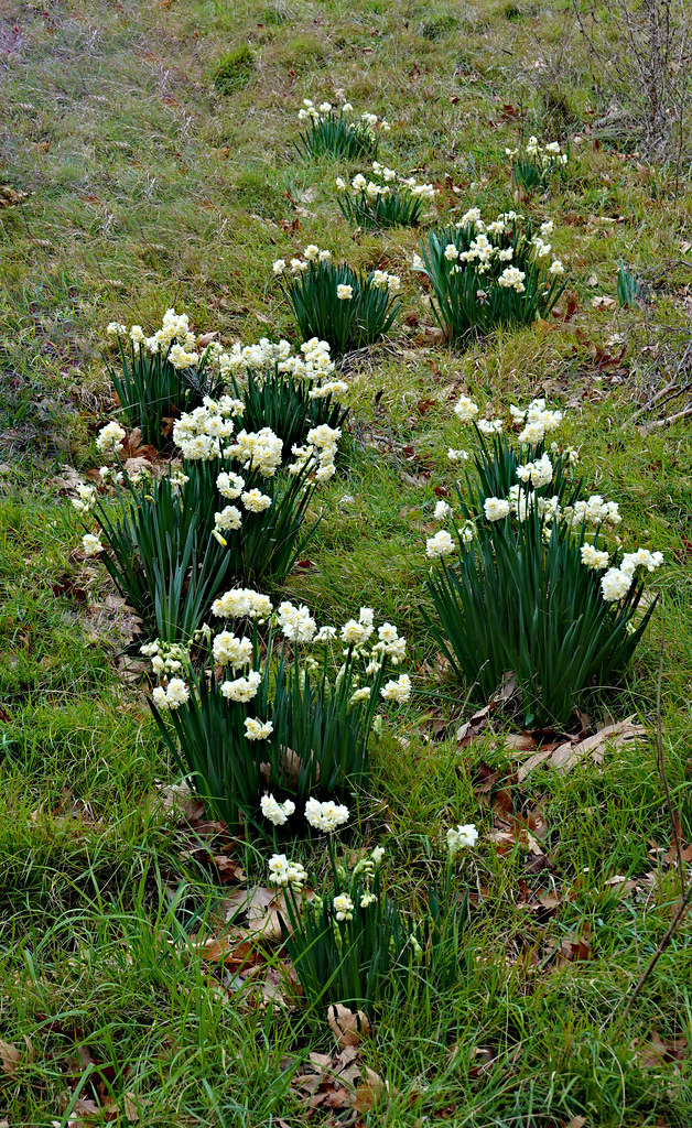 DaffodilsJonquils Spring is coming in NZ!! Trevor Opie Flickr
