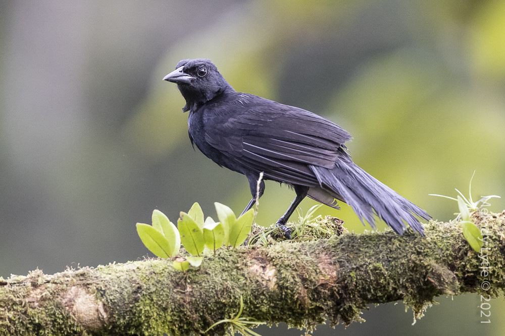 Melodious Blackbird Dives dives Costa Rica, June 2021, Lag… Flickr