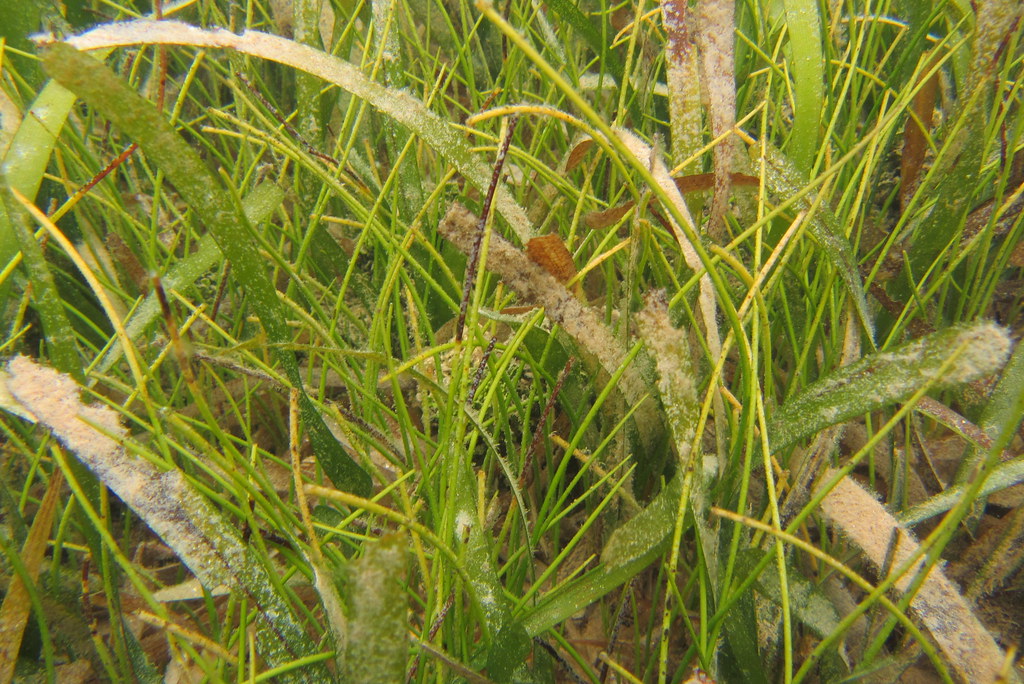 Fauna Oyster Creek (11) INVEMAR_BEM Flickr