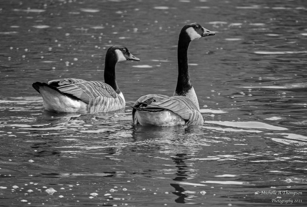 Canada Geese Are Canada Geese named after John Canada? He … Flickr