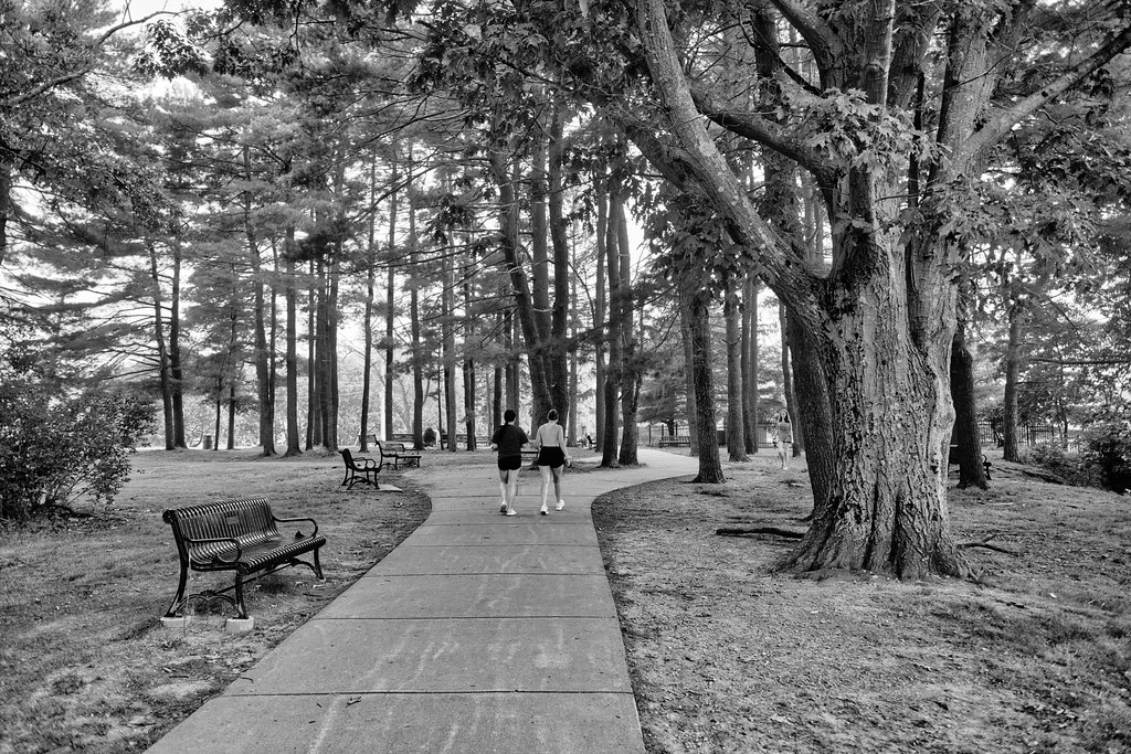 Trees near the Horn Pond Boat Launch In Woburn, MA Chris Rycroft Flickr