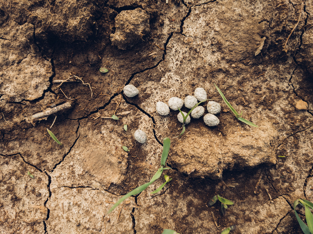 Closeup of wild rabbit poop on the ground Ivan Radic Flickr