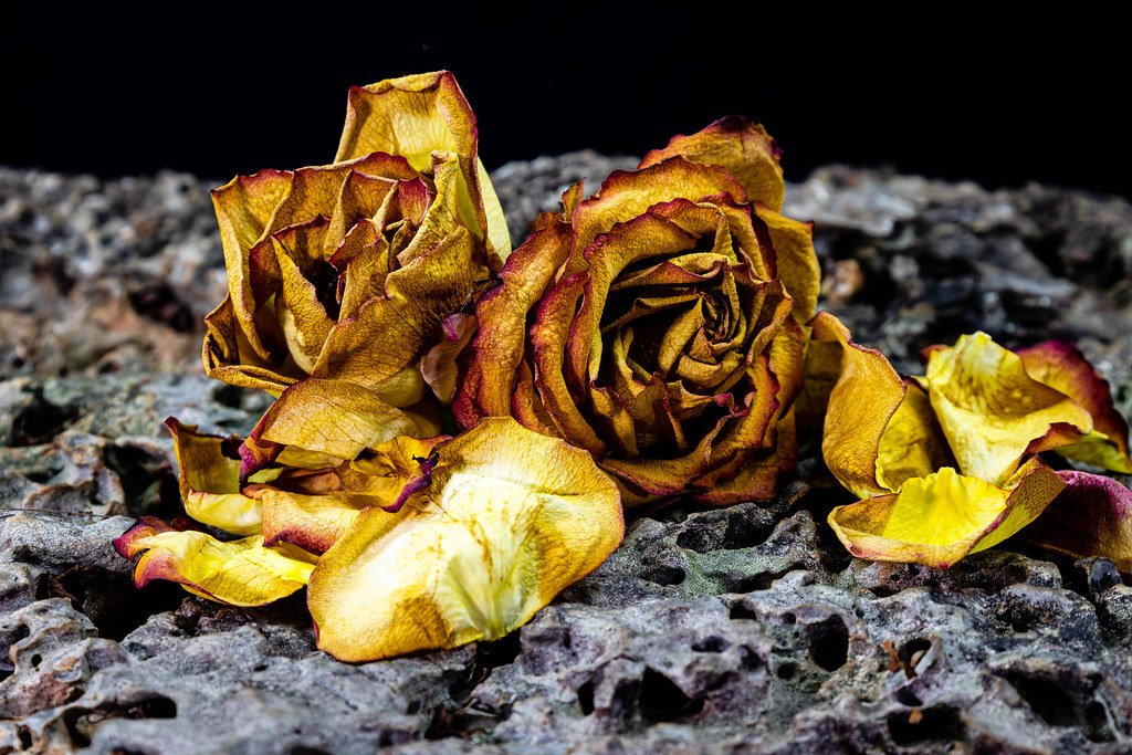 dead flowers on your grave 2 (1 of 1) And you can send me … Flickr