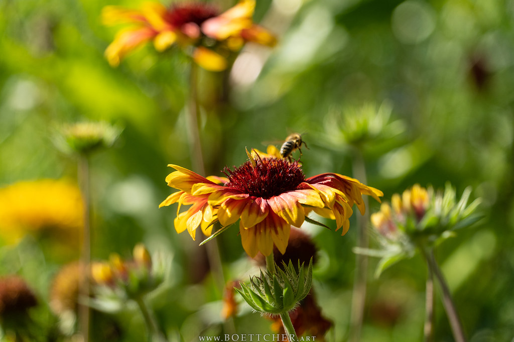 Summer Flower July 2021 XXII Flickr