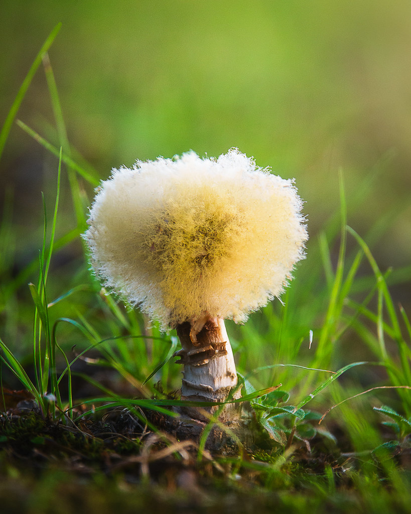 powder puff bracket fungus This one was a head scratcher. … Flickr