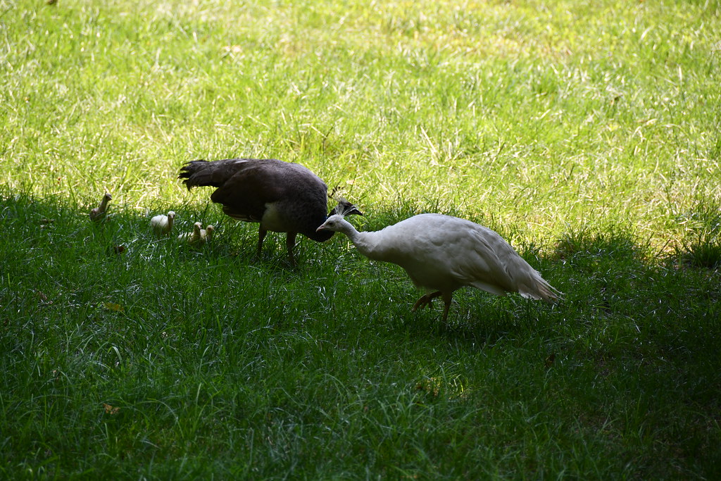 peacocks with babies Binder park zoo battle creek michigan… karen L