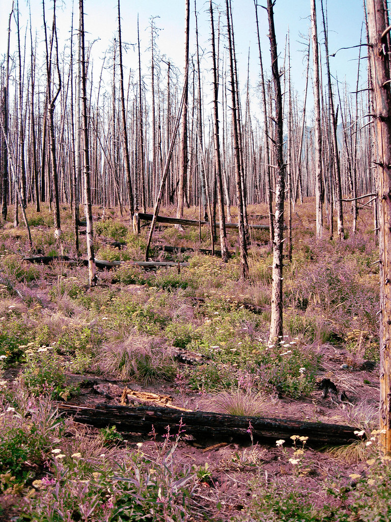 Dead trees from fire in Waterton National Park, Southern A… Flickr