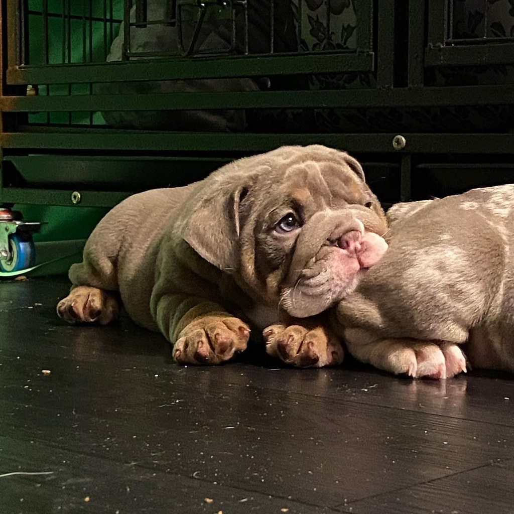 How much does an english bulldog puppy cost CALL or TEXT; … Flickr