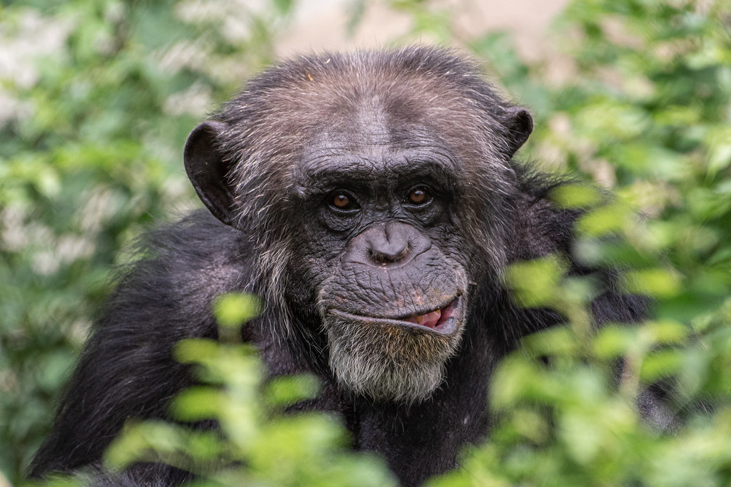 Hank the Chimpanzee Photographed at the Lincoln Park Zoo. Patrick