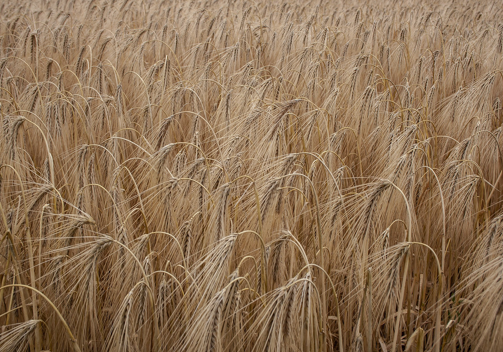 barley JOE COOL8 Flickr