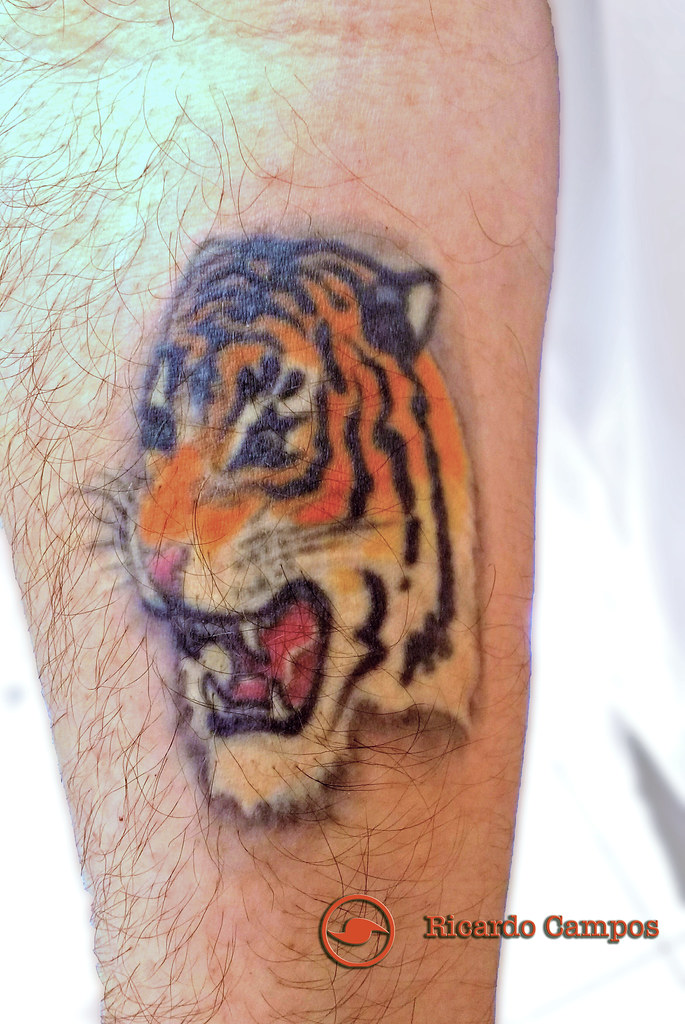 Tatuagens de Tigre 40 Ideias masculinas e femininas incríveis Top Minha tatuagem de Tigre do antebraço direito * My right fo… Flickr
