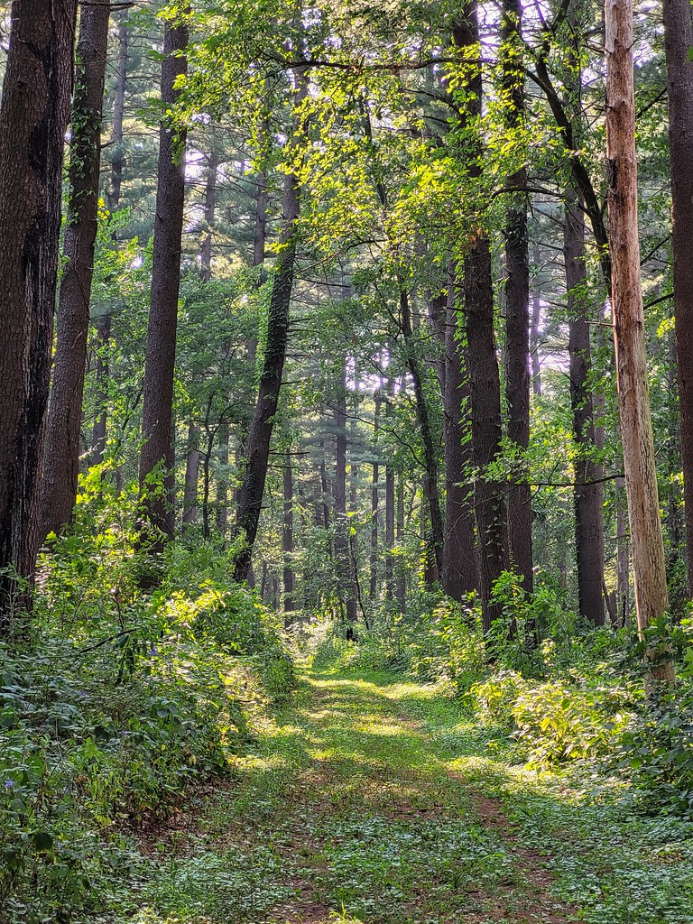 Lowden Miller State Forest, Ogle Co., IL Irina Hynes Flickr