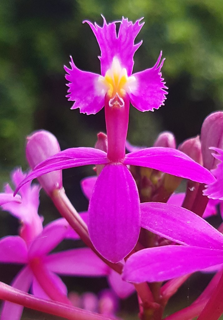 Crucifix Orchid 008 One of 5 different coloured Orchids gr… Flickr