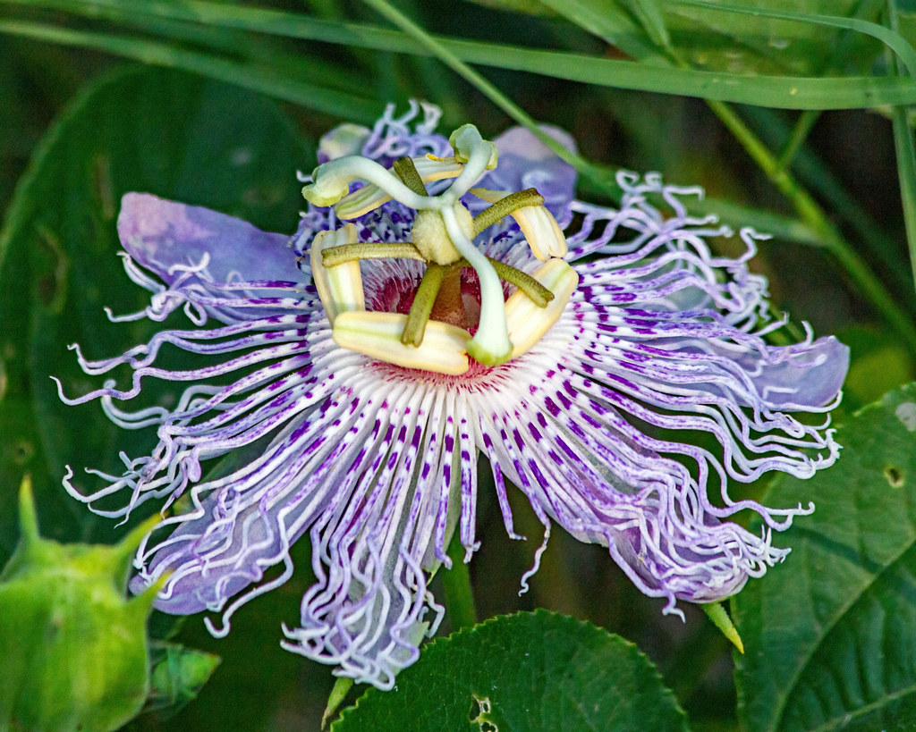 Purple Passion Flower Growing wild in my yard in NE Oklaho… Flickr